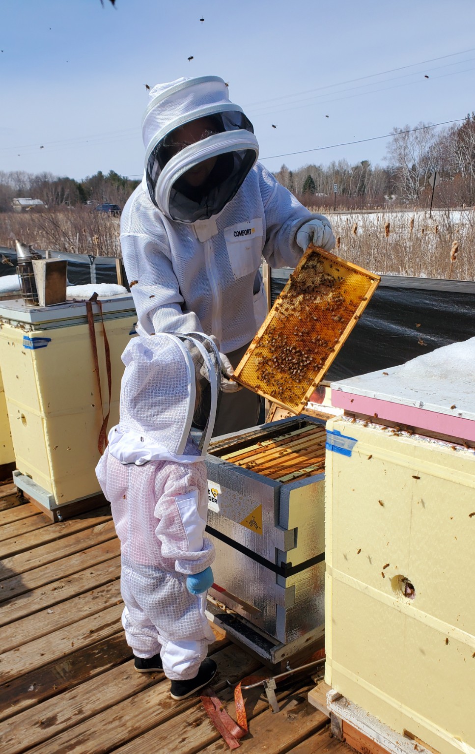 Will showing a honey bee frame to a young family member at the apiary