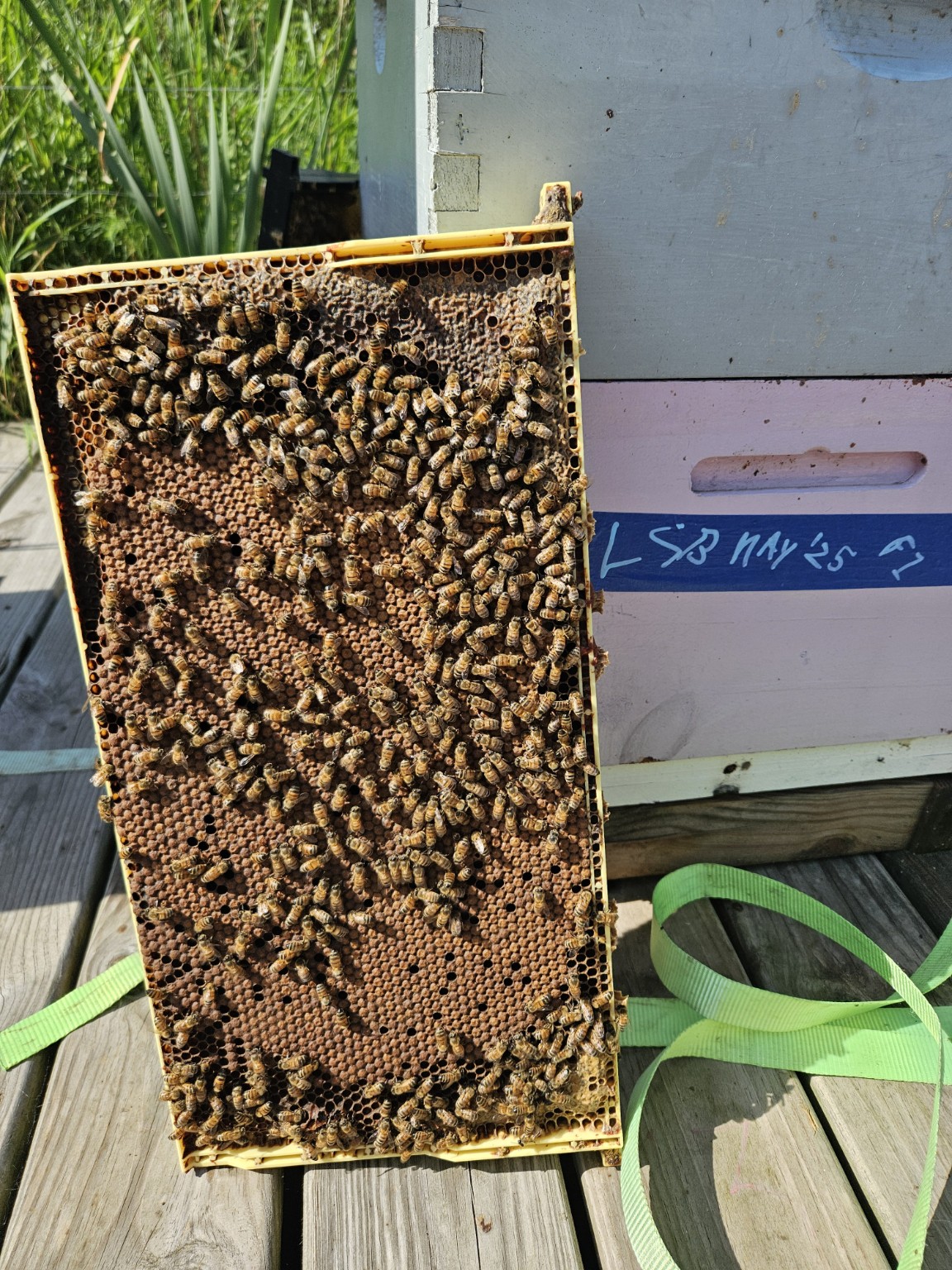 A healthy brood frame covered with honey bees beside a Sunrise Honey nuc box